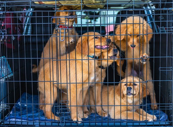 Welche kulturellen Mythen ranken sich um tierische Beziehungen?