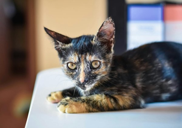 Welche Anzeichen zeigen dass mein Hund unzufrieden ist?